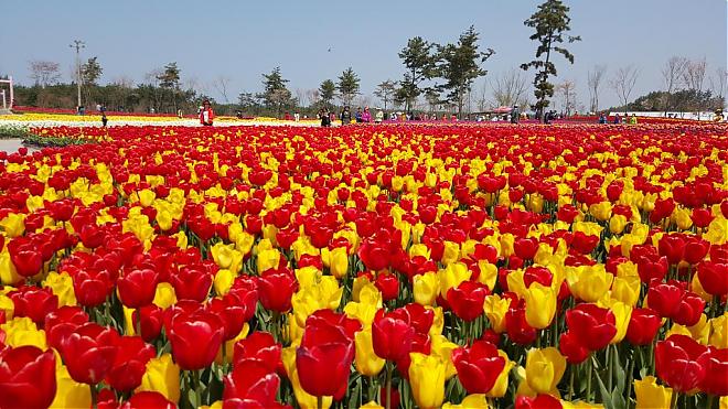 2020 Taean Tulip Festival Day Tour (Depart from Seoul)