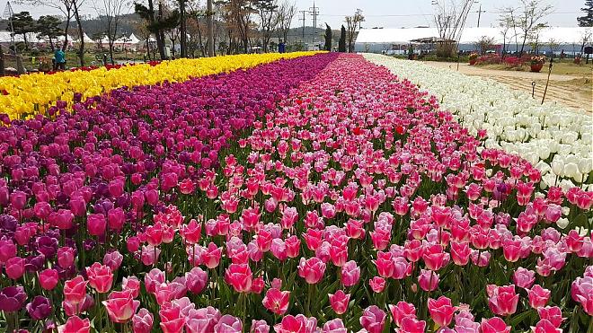 2020 Taean Tulip Festival Day Tour (Depart from Seoul)