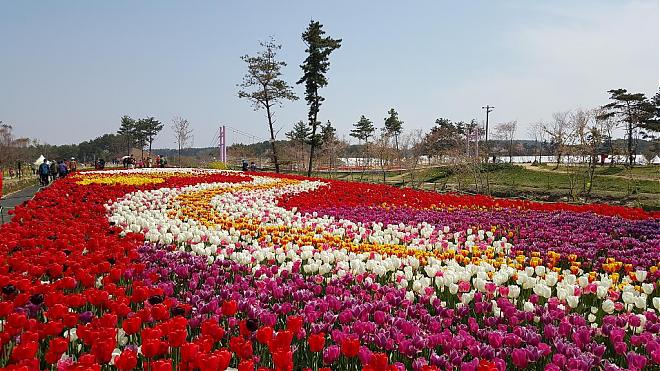 2020 Taean Tulip Festival Day Tour (Depart from Seoul)