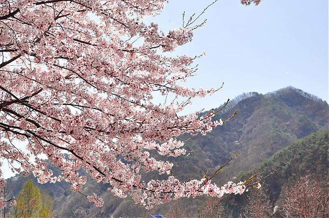 [From Seoul] Chuncheon Bugui-ri Cherry Blossoms and Nami Island Train Day Tour. 2020 Korea's Secret Cherry Blossom Spots