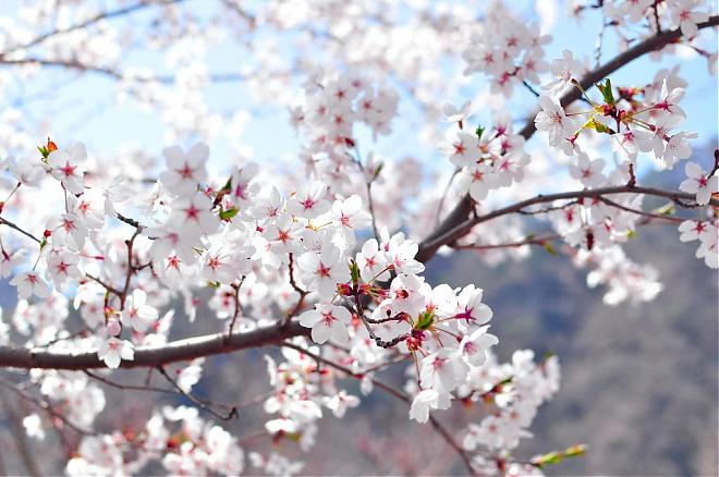[From Seoul] Chuncheon Bugui-ri Cherry Blossoms and Nami Island Train Day Tour. 2020 Korea's Secret Cherry Blossom Spots