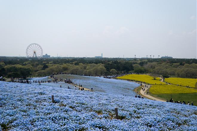 Ashikaga Wisteria and Hitachi Seaside Park Nelumbo Day Trip (Depart from Shinjuku)