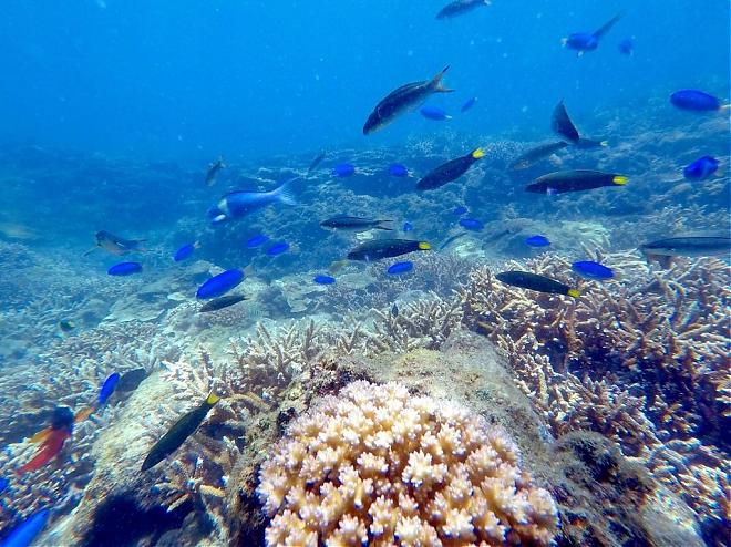 Penghu Snorkeling Experience: Sending Postcards from an Undersea Mailbox