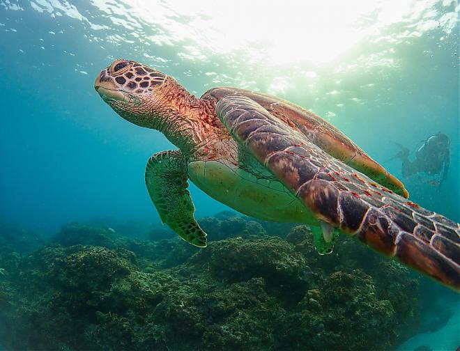 Penghu Snorkeling Experience: Sending Postcards from an Undersea Mailbox
