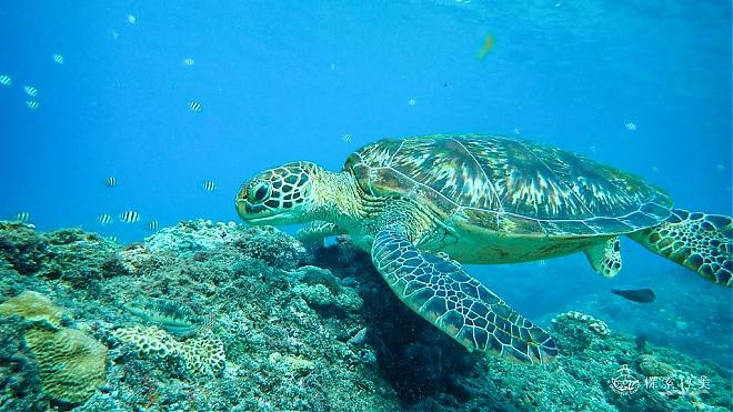Xiaoliuqiu Explorer Glass Boat Booking Area | Enjoy Sea Turtles in a Semi-Submarine