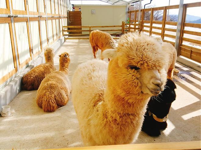 Seoul Alpaca Summer Day Trip | Alpaca Park + Thrilling Slope Roller Coaster + Organic Peach Picking
