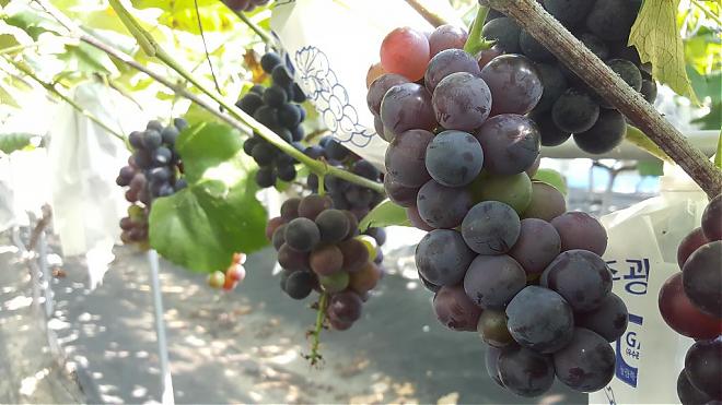 Seoul Family Day Tour | Grape Picking, Provence Village, and Cheese Pizza Making (Chinese Guide/Departs from Seoul)