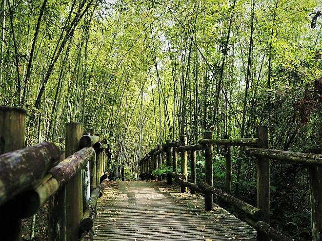 Alishan Forest Sunrise & Unplugged Handmade Coffee 2-Day Tour | Stay in Alishan Park