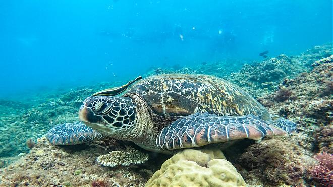 Xiaoliuqiu SUP + Snorkeling Experience | Enjoy the ocean in a semi-submarine!