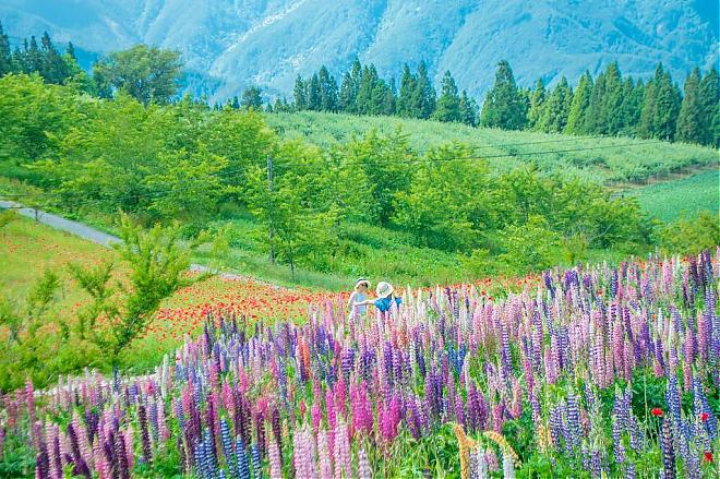 Two-Day Tour of Fushou Mountain and Hehuan Creek in Taichung | Four Seasons Flower Sea and Hehuan Ice Spring Secret