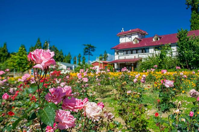 Two-Day Tour of Fushou Mountain and Hehuan Creek in Taichung | Four Seasons Flower Sea and Hehuan Ice Spring Secret