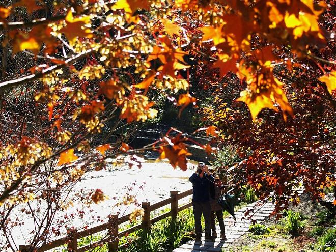 Two-Day Tour of Fushou Mountain and Hehuan Creek in Taichung | Four Seasons Flower Sea and Hehuan Ice Spring Secret