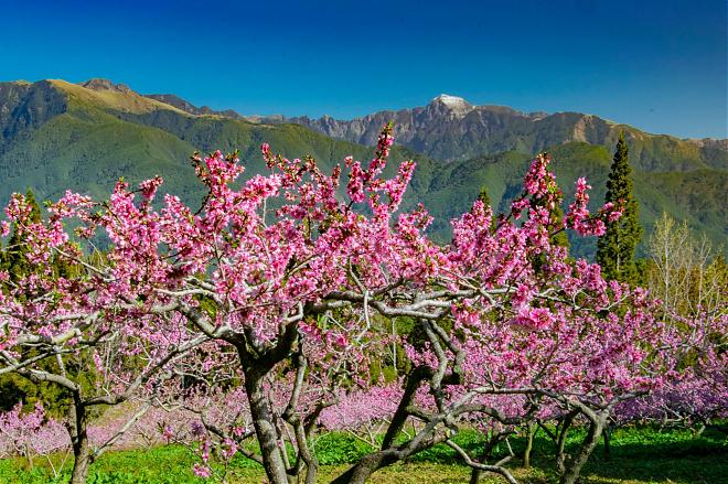Two-Day Tour of Fushou Mountain and Hehuan Creek in Taichung | Four Seasons Flower Sea and Hehuan Ice Spring Secret