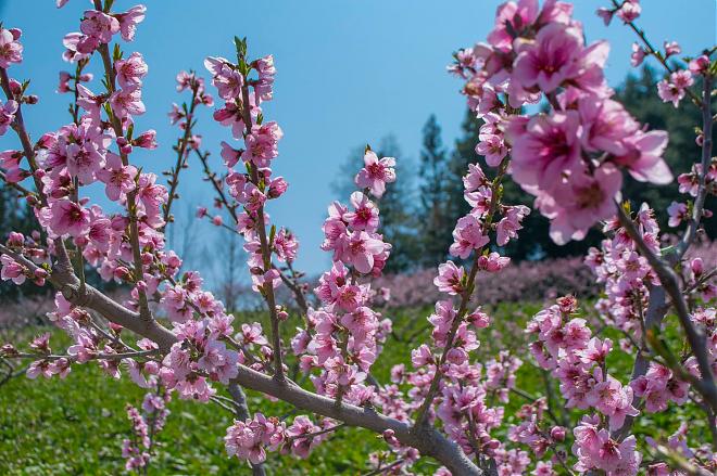 Two-Day Tour of Fushou Mountain and Hehuan Creek in Taichung | Four Seasons Flower Sea and Hehuan Ice Spring Secret