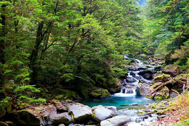 Two-Day Tour of Fushou Mountain and Hehuan Creek in Taichung | Four Seasons Flower Sea and Hehuan Ice Spring Secret