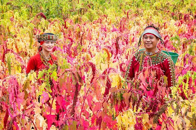 Taitung Jinfeng Tribe Dreamy Quinoa Season Half-Day Tour | Quinoa Photoshoot & Quinoa Mochi DIY
