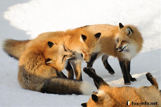 Sendai Day Trip | Zao Fox Village and Matsushima, One of Japan's Three Scenic Spots (Chinese Guide / Tickets Included)