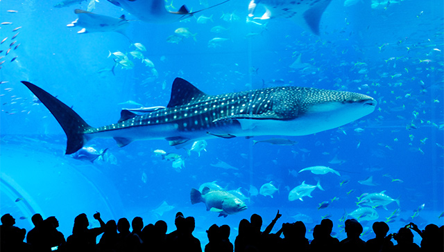 Okinawa Day Bus Tour | Aquarium, Kouri Island, and American Village (Departing from Naha)