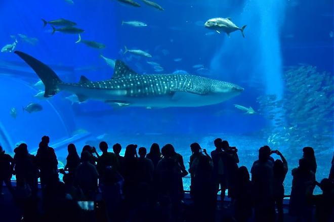 Okinawa Day Bus Tour | Aquarium, Kouri Island, and American Village (Departing from Naha)
