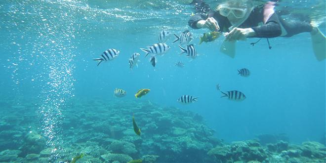 Okinawa Kerama Kuefu Island Half-Day Snorkeling Tour (Chinese and English Service)