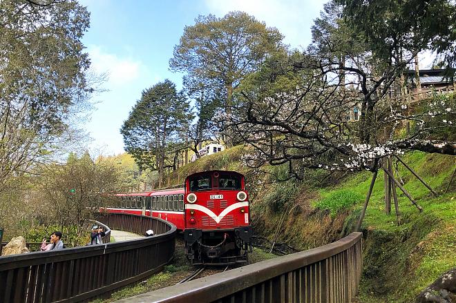 Alishan Train and Zhushan Line Sunrise 2-Day Tour | Staying in Alishan Park