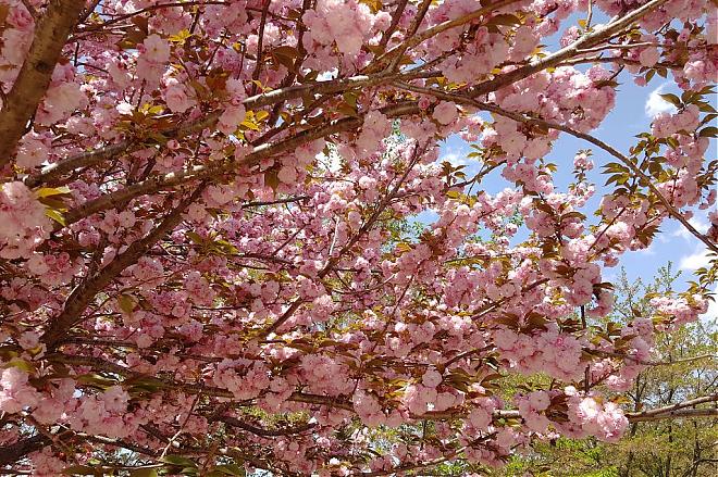 A day trip to see double cherry blossoms and pick organic strawberries at Munsu Temple in Seosan, South Korea