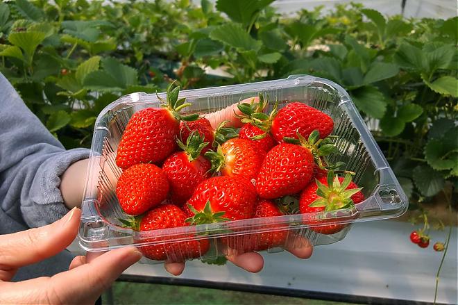 A day trip to see double cherry blossoms and pick organic strawberries at Munsu Temple in Seosan, South Korea