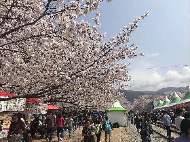 2024 Jinhae Romantic Cherry Blossom Avenue Day Tour | Depart from Seoul