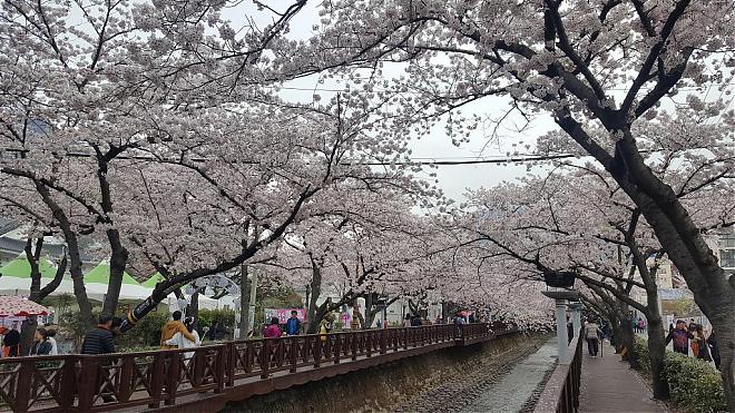 2020 Jinhae Cherry Blossom Day Tour (Guaranteed Group | Depart from Seoul)