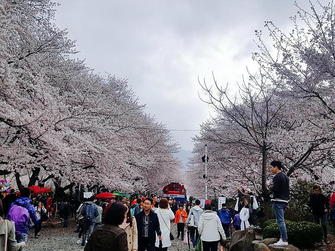 2020 Jinhae Cherry Blossom Day Tour (Guaranteed Group | Depart from Seoul)