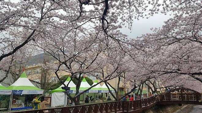 2020 Jinhae Cherry Blossom Day Tour (Guaranteed Group | Depart from Seoul)