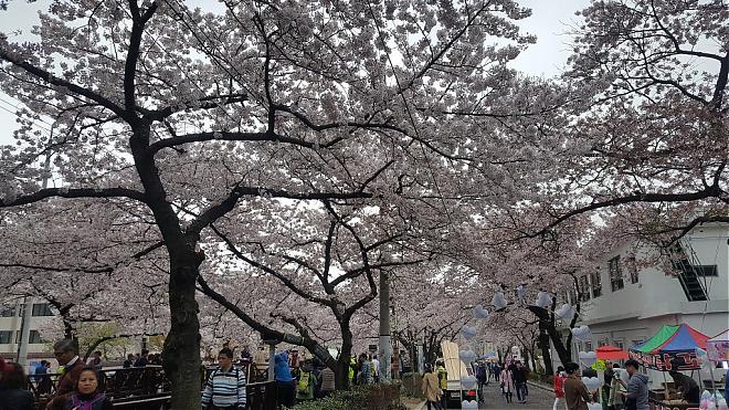 2020 Jinhae Cherry Blossom Day Tour (Guaranteed Group | Depart from Seoul)