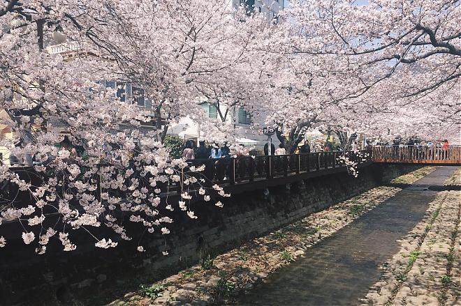 2020 Jinhae Cherry Blossom Day Tour (Guaranteed Group | Depart from Seoul)