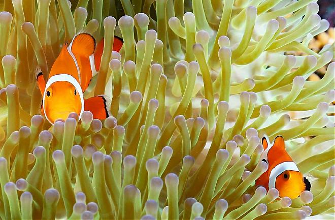 Okinawa Keise Island Half-Day Diving Experience (Naha Pickup)