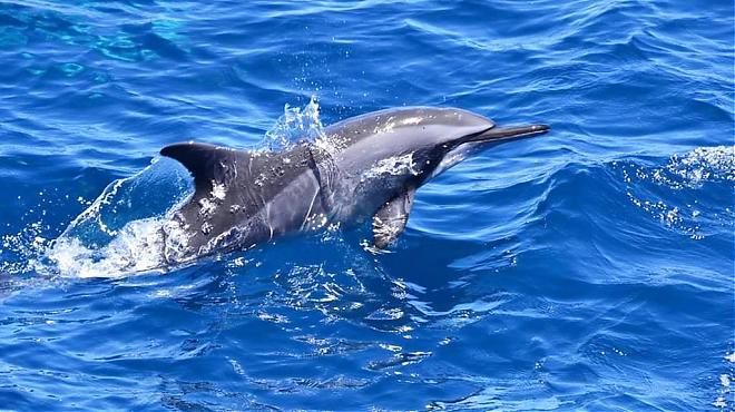 Yilan Guishan Island Landing Package | Friendly Whale Watching, Landing, and Island Tour in One