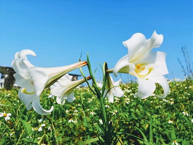 Yilan Guishan Island Landing Package | Friendly Whale Watching, Landing, and Island Tour in One