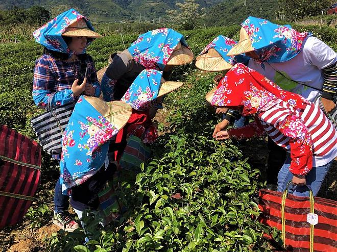A Half-Day Tea Trip to Luye, Taitung | Friendly Tea Garden and Good Tea Cuisine