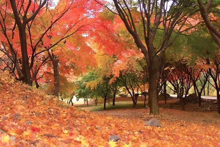 A Day Trip to Enjoy the Fall Foliage in Jeolla Province's Nazang Mountains | South Korea's No. 1 Maple Leaf Mountain