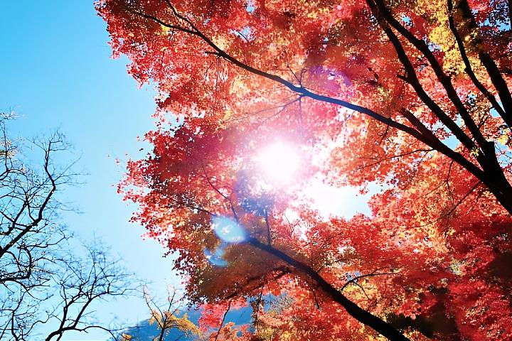 A Day Trip to Enjoy the Fall Foliage in Jeolla Province's Nazang Mountains | South Korea's No. 1 Maple Leaf Mountain