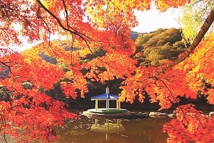 A Day Trip to Enjoy the Fall Foliage in Jeolla Province's Nazang Mountains | South Korea's No. 1 Maple Leaf Mountain