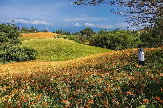 Hualien Sixty Stone Mountain Daylily Flowers and Chihshang Rice Country 2-Day Tour | August Only, Departing from Northern Taiwan