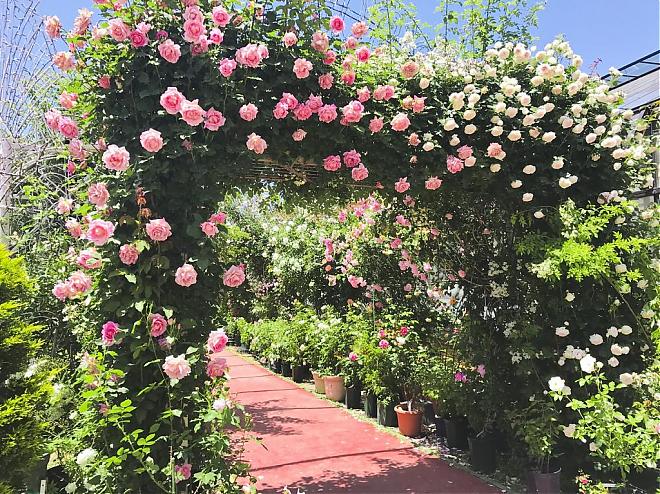Tokyo Day Bus Tour | Heidi's Village Rose Corridor, All-You-Can-Eat Cherry Picking, and a Winery (Departing from Shinjuku/Lunch Included)