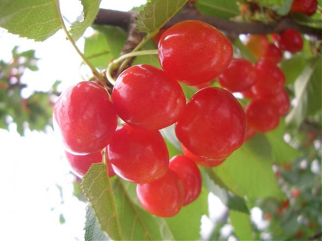 Tokyo Day Bus Tour | Heidi's Village Rose Corridor, All-You-Can-Eat Cherry Picking, and a Winery (Departing from Shinjuku/Lunch Included)