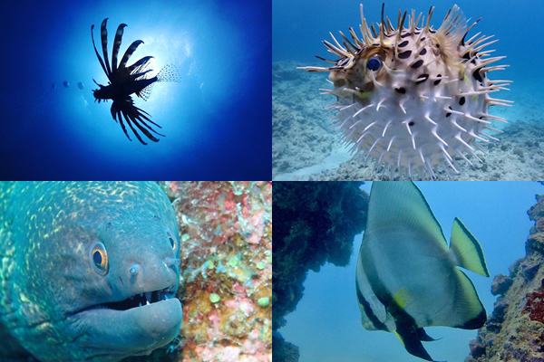 Okinawa Cape Maeda/Blue Cave Diving Plan (Bus Included/Available for Ages 10+)