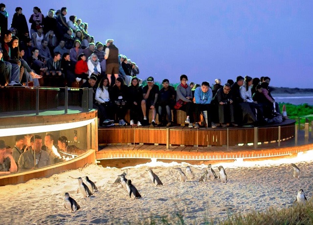 One-Day Tour to Phillip Island Penguin, Australia | Chinese-Speaking Driver and Guide