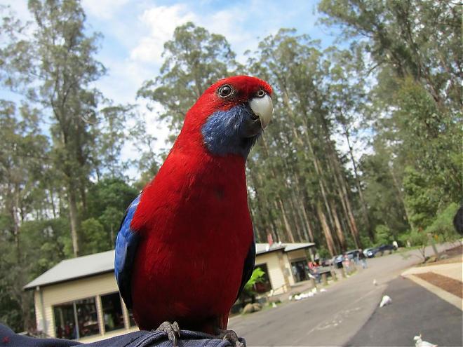 Yarra Valley, Australia: Dandenong Railway Day Tour | Chinese-Speaking Guide