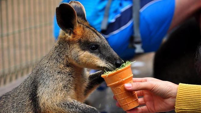 Blue Mountains National Park Day Tour from Sydney | Cable Car Ticket Included. Chinese-Speaking Guide