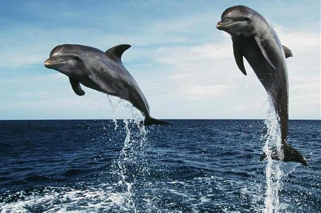 Sydney Port Stephens Day Tour | Desert Sandboarding & Dolphin Watching Boat Ride (Tickets Included)