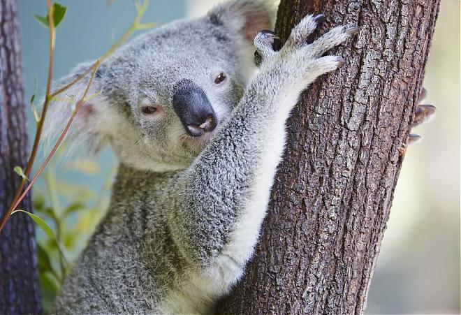 Cairns Kuranda Rainforest Day Tour (Chinese Guide/BBQ Lunch)