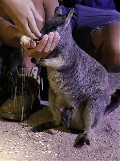 Cairns Night Tour | Hummer, Fireflies, and Kangaroos